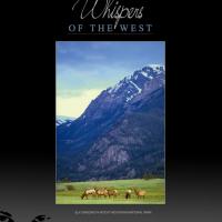 ELK GRAZING IN ROCKY MOUNTAIN NATIONAL PARK